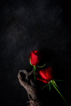 red roses with dark background
