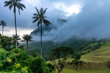 Fototapeta na wymiar Cocora palm valley in Colombia in South America