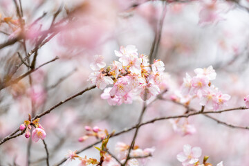 河津桜