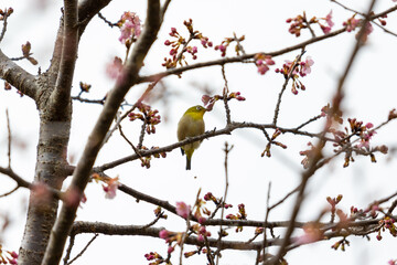 河津桜とメジロ