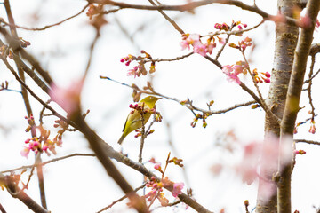 河津桜とメジロ