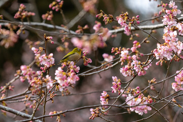 河津桜とメジロ