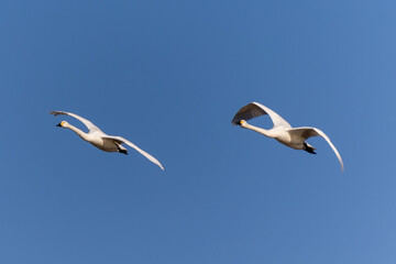 Obraz premium 白鳥