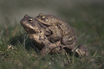 A pair of common toads during mating. A couple of common toads in the meadow. Common toads in grass. 