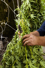 Farmer Worker hangs Marijuana plants to dry in a barn. Organic Cannabis Sativa