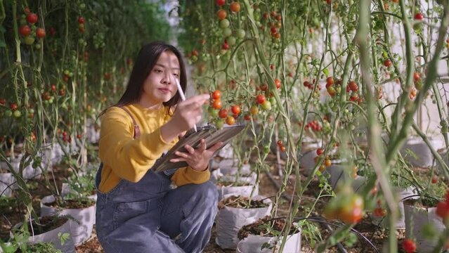 Farmer worker controls the growth of tomatoes using a tablet computer in green house.Farmer businesswoman,Growing tomatoes,Vegetable business,technology Greenhouse with tomatoes,Successful Farm Owner.