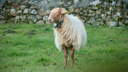 Ovejas en parcela con muro tradicional de rocas