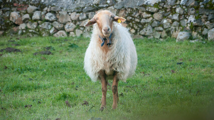 Ovejas en parcela con muro tradicional de rocas