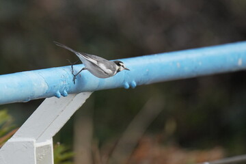 white wagtail on a handrail