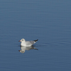 seagull on the sea