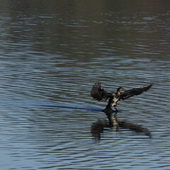 cormorant bird landing in water