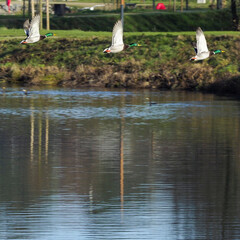 ducks flying over water