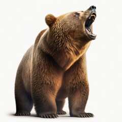Roaring brown grizzly bear isolated on a white background - obrazy, fototapety, plakaty
