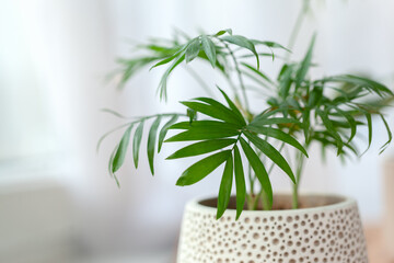 Decorative hamedorea or Areca palm in interior home. The concept of minimalism. Selective focus.