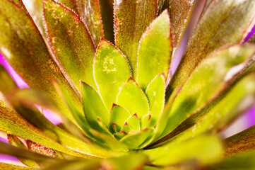 Fototapeta premium Evergreen plant , common houseleek