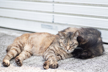 昼寝をする猫