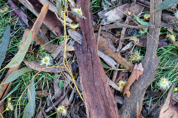 bark and eucalyptus flowers on ground in australian bushland