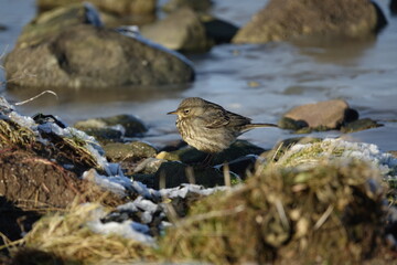 European rock pipit (Anthus petrosus) in its rocky coastal habitat on an extremely cold day in winter