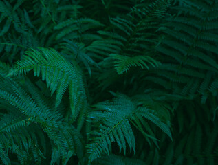 Green fern thickets in the woods - background