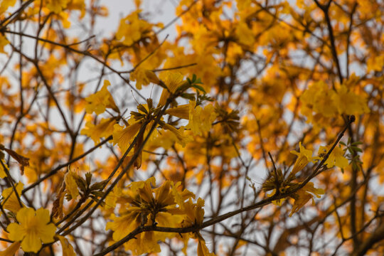 Flowers of yellow ipe, very well known tree in Brazil. Scientific name Handroanthus albus. Selective focus...