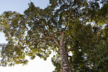 Leafy tree illuminated by the afternoon sun, with dark green leaves with a blue sky in the background.