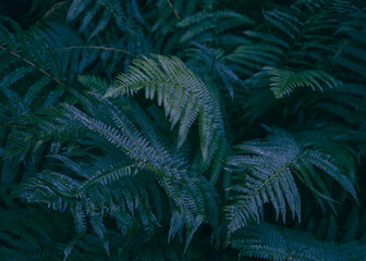 Green fern thickets in the woods - background