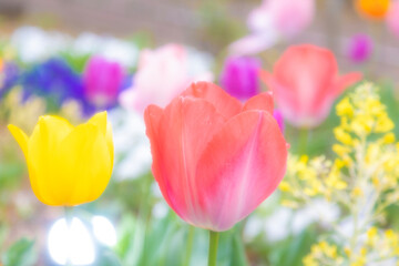 チューリップの花