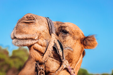 Gros plan d'une tête d'un chameau 