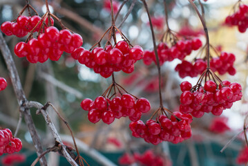 Red viburnum berries on brown branches without leaves. Winter food for birds. Cold winter day. On open air.