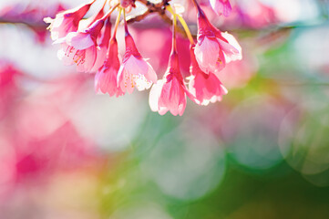 カラフルな光と寒緋桜