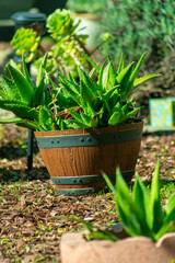 Decorative pots with gravel ground and tropical plants in the garden of a house or home in the front yard residence