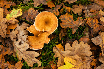 Mushrooms and oak autumn leaves on the ground