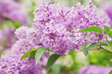 Big lilac branch bloom. Bright blooms of spring lilacs bush. Spring blue lilac flowers close-up on blurred background.