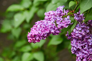 Fototapeta premium purple lilac shrub blossoms in spring. Beautiful floral nature wallpaper