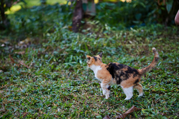 Young orange cat playing in the garden