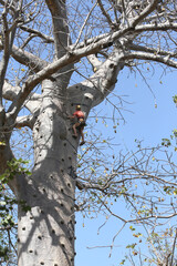 Accro Baobab Adventure. Climbing trees. Child climbs a baobab in Accro Baobab Adventure park, Senegal, Africa. Active recreation, rest, sport. African travel, tourism with kid, child, boy. Nature