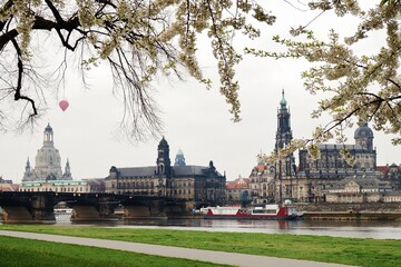 Kirschblüte in Dresden