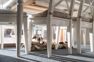 Two dogs resting on the rug under the table, whippet breed