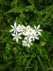 White flowers in the grass