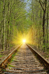 Fototapeta premium Ukraine. Railway in the dense deciduous forest. Tunnel Of Love
