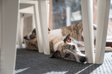 Two dogs resting on the rug under the table, whippet breed