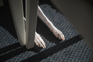 Legs of a dog on the rug at home, whippet breed..