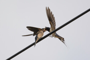 Barn swallow - feeding