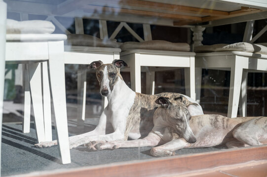 Two dogs resting on the floor in front the picture window, whippet dog