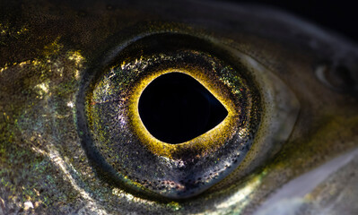 Thymallus thymallus, the grayling or European grayling