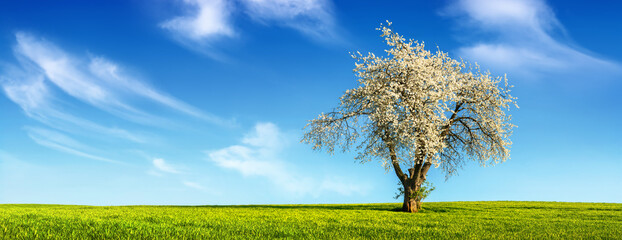 Fototapeta premium Lone tree with spring blossoms on a flat green meadow, with a beautiful blue sky and clouds in the background