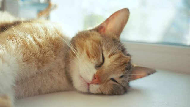the cat sleeps on the windowsill happy family lifestyle. tricolor cat sleeps on a window in the rays of sunlight cute video. cat pet family member