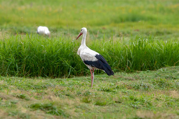 bocian w Polsce od wiosny do lata © Michał Kurzątkowski