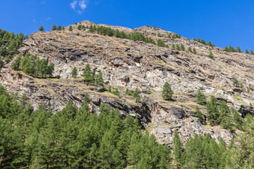 Fototapeta na wymiar Alpine granite rocks partially covered with evergreen coniferous trees at different heights under bright blue sky on sunny day, Aosta valley, Italy