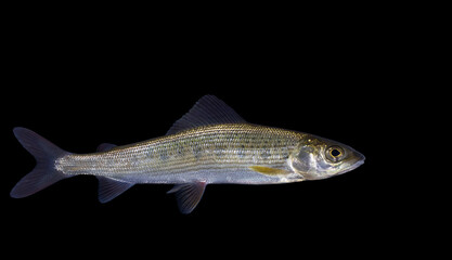 Thymallus thymallus, the grayling or European grayling